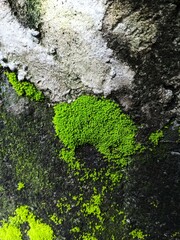 moss on the wall