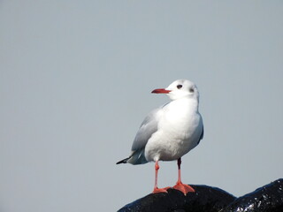 海辺で佇んでいる野生の白いカモメ