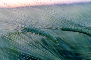 barley with spikes in field, back lit cereal crops plantation in sunset