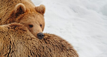 Close-up of two brown bears snuggling and lying in the snow.