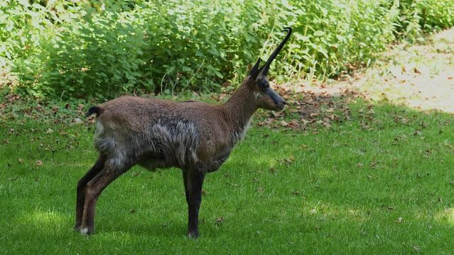 Apennine chamois, Rupicapra pyrenaica ornata, is living in the Abruzzo-Lazio-Molise National Park in Italy and the Pyrenees in Spain