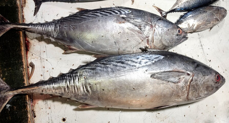Sea fish are arranged in shops for sale