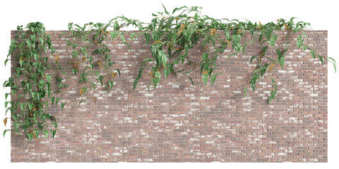 3d illustration of Philodendron Scandens hanging over terrazzo brick, isolated on transparent background