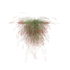 3d illustration of Russelia Equisetiformis hanging isolated on transparent background