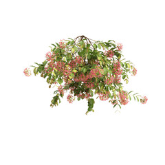 3d illustration of Combretum Indicum hanging isolated on transparent background