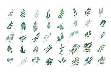 Colorful floral botanical vector collection