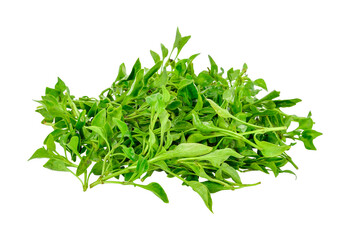 Fresh watercress transparent png