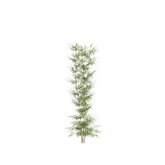 3d illustration of Bambusa Multiplex tree isolated on transparent background