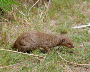 Close-up photo of a Mongoose walking on the grass on the Island of Oahu, Hawaii