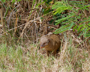 Close-up photo of a Mongoose among the bushes on the Island of Oahu, Hawaii
