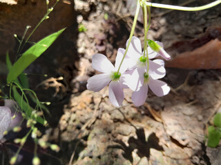 cute little wild flower