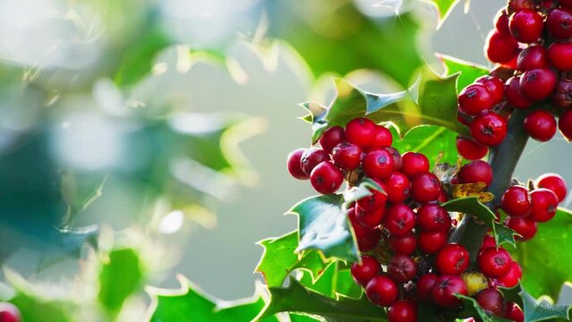 Video clip capturing a holly bush backlit by morning sun, vibrant green leaves shimmering, Christmas berries gleaming with dewdrops.