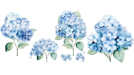 Beautiful watercolor floral bouquets with hydrangea flowers on white or transparent background, png