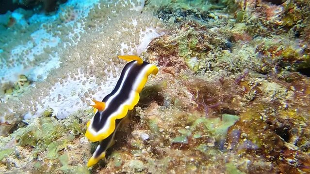 Beautiful black, yellow, and white nudibranch (Chromodoris Africana) on colorful and rich coral ocean bottom.