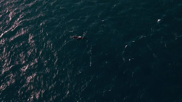 Heartbreaking drone view of a humpback whale calf astray from its mother in the middle of the ocean