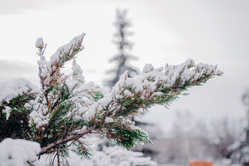 Snow-covered branches of the Christmas tree drooped from the first snow