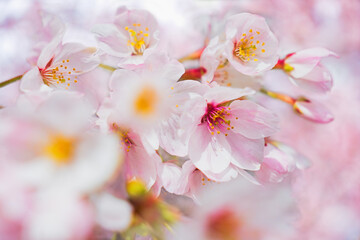 Fototapeta premium 桜アップ