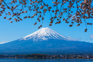 河口湖より桜越しに富士山を望む - obrazy, fototapety, plakaty