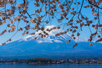 河口湖より桜越しに富士山を望む - obrazy, fototapety, plakaty