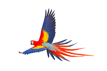 Colorful flying parrot isolated on transparent background png file