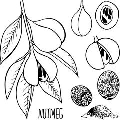 Hand drawn vector line illustration of nutmeg.