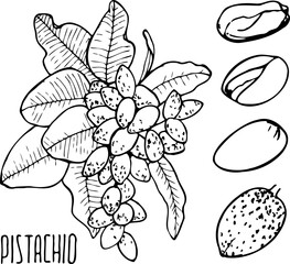 Hand drawn vector line illustration of pistachio.