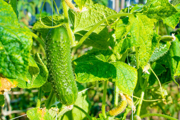 Young growing cucumber in the vegetable garden, close-up