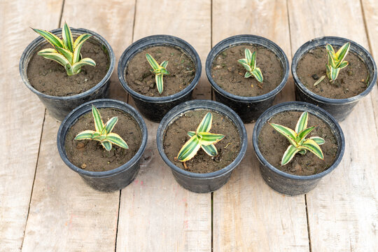 Propagation of small agave americana plants in plastic pots