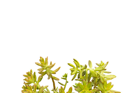 Yellow stonecrop succulents with copy space