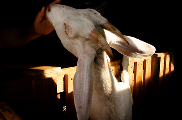 A hand strokes a white goat in a wooden paddock. Farm and livestock concept