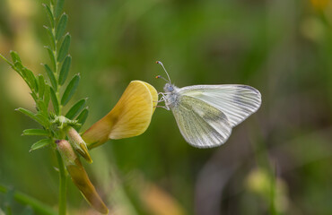 small white butterfly on plant, Eastern Wood White, Leptidea duponcheli