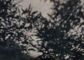 Shadow leaves on the floor at noon