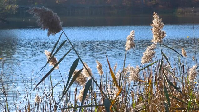 Tall bulrush grass with feather reeds swaying to wind .