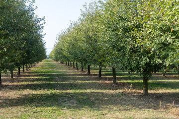 fruit plants Modena plain organic farming