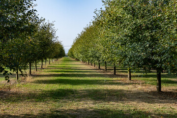 fruit plants Modena plain organic farming