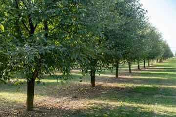 fruit plants Modena plain organic farming