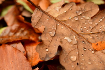 leaf with Waterdrops from Rain on it oak