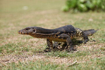 Portrait of a striped monitor lizard or water monitor (Varanus salvator) on a grass