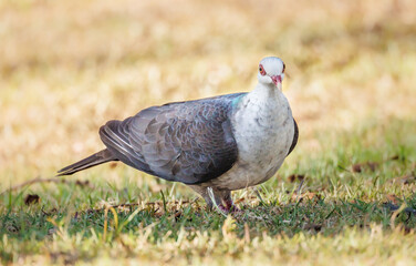 Pigeons NSW