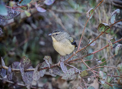 Spotted pardalote