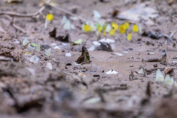 Butterfly on the ground in the forest of thailand.