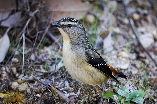 Spotted Pardalote