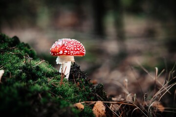 Fliegenpilz im Wald auf Moos