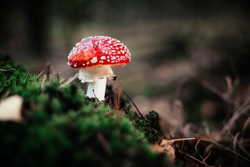 Fliegenpilz im Wald auf Moos