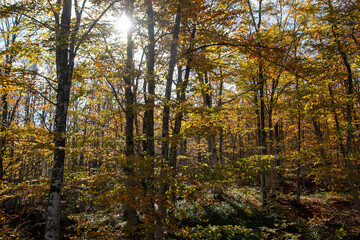 Obraz premium casentino national park autumn colors arezzo tuscany
