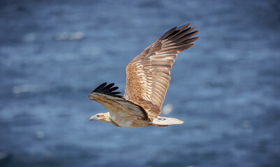 White belly Sea Eagle
