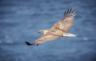 White belly Sea Eagle