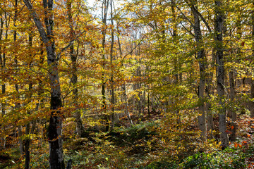 casentino national park autumn colors arezzo tuscany