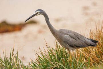 White Faced Heron
