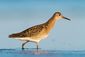 Shorebird - Philomachus pugnax, Ruff on spring time, migratory bird Poland Europe	
